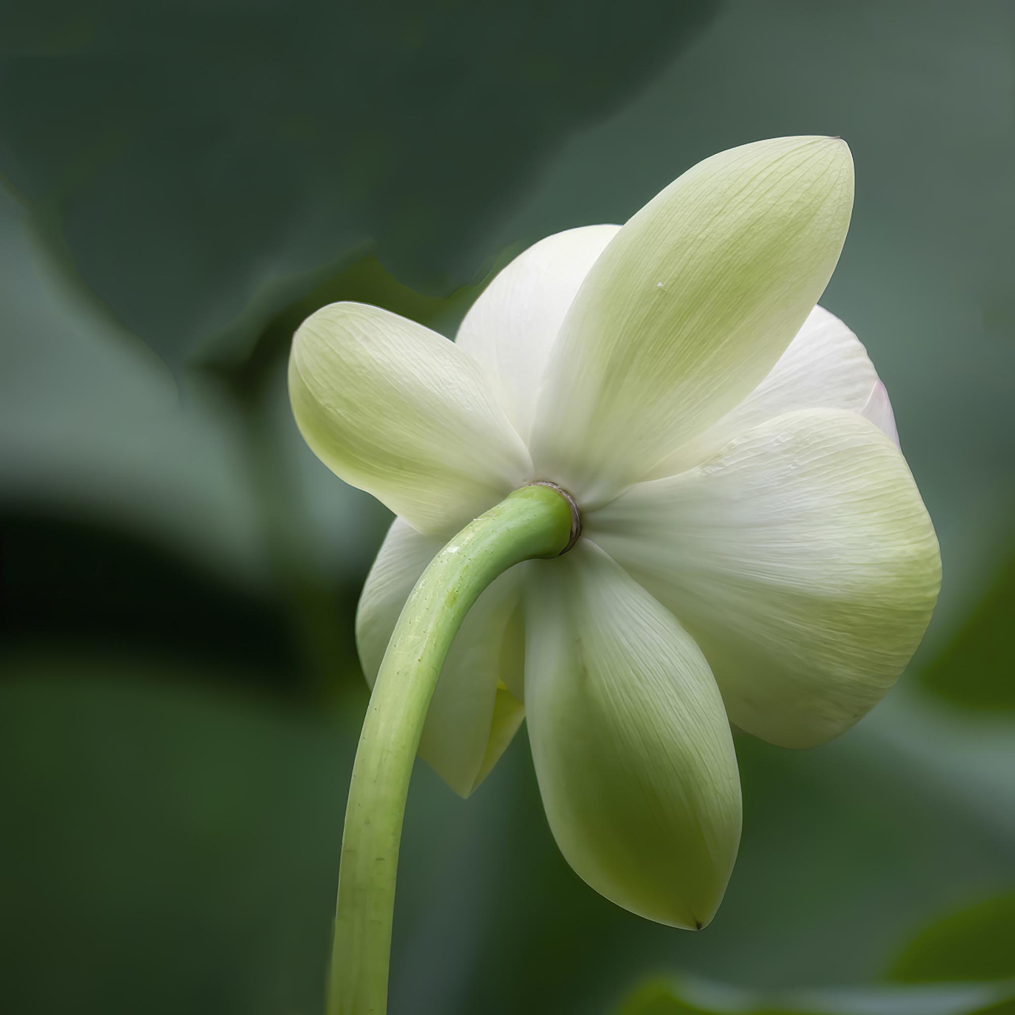 The back of a white flower