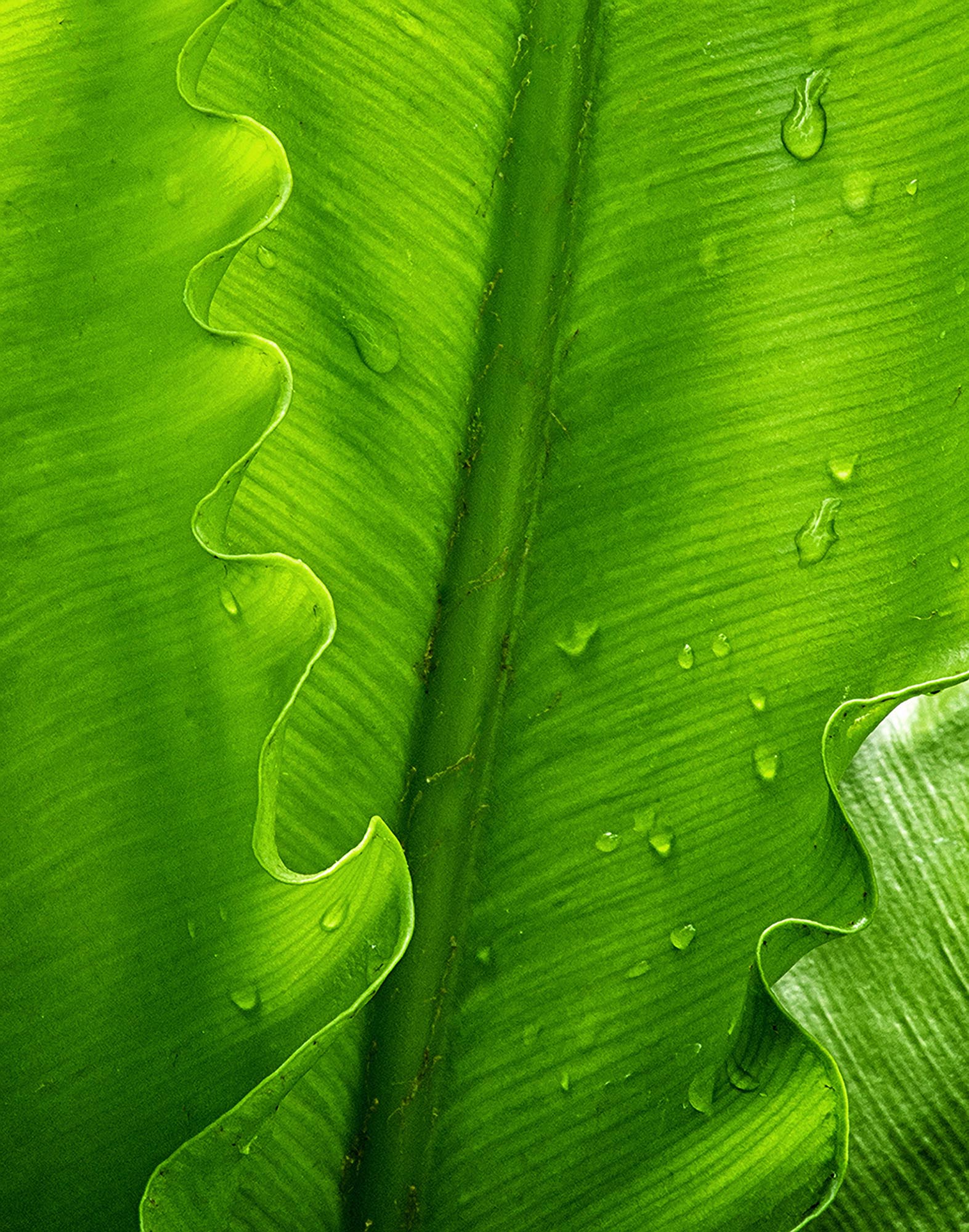 Inside the green leaf