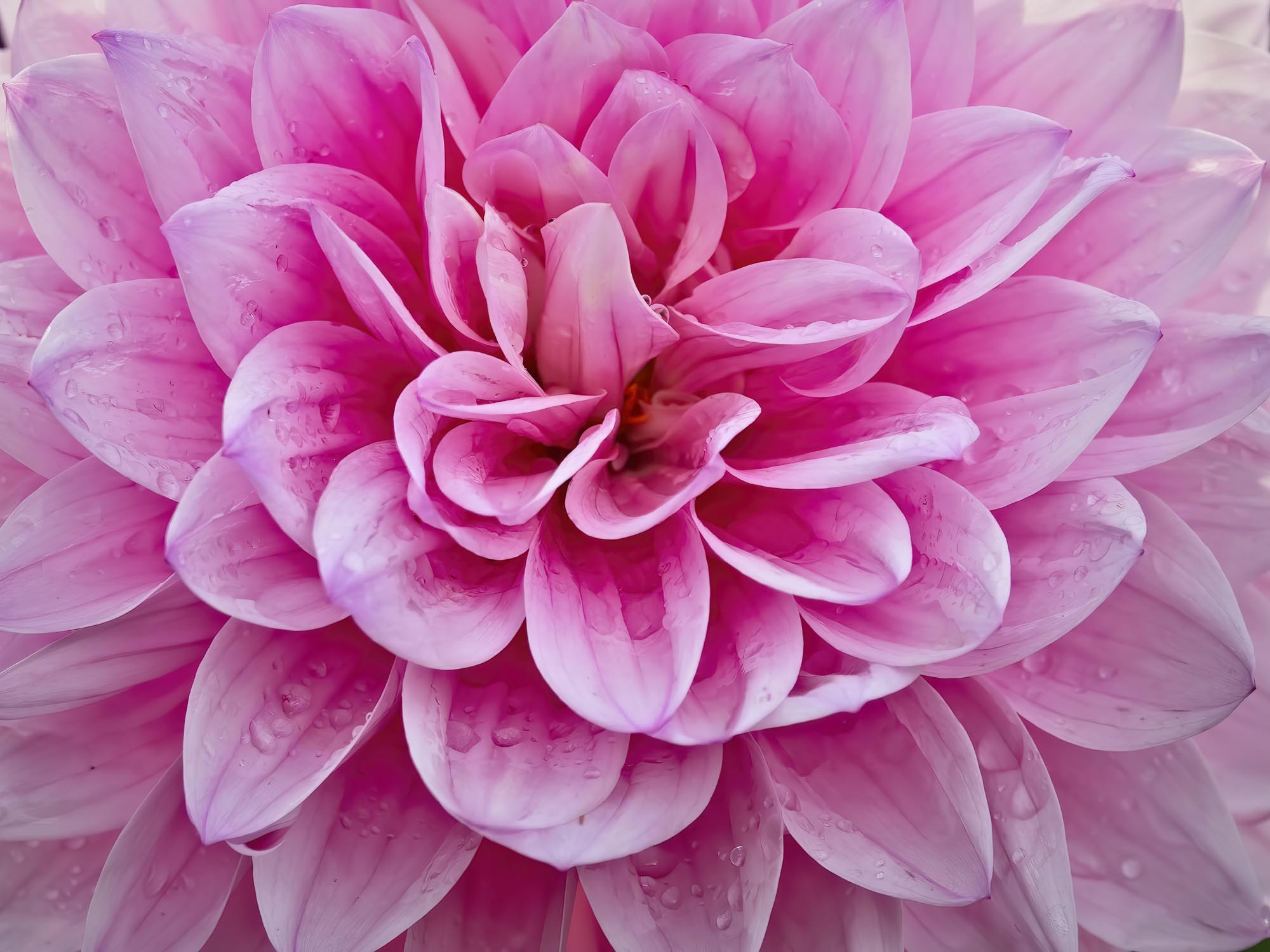 Inside the pink dahlia
