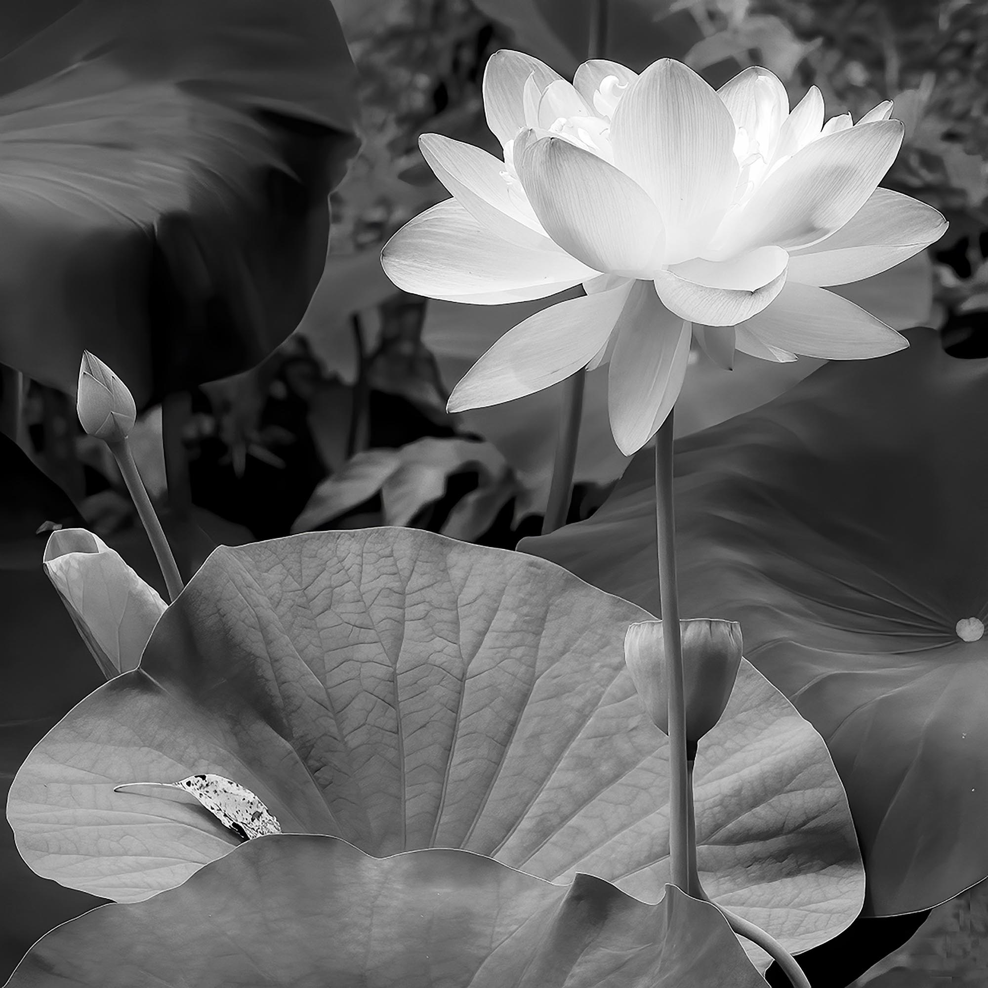 Landscape of Lotus in black and white