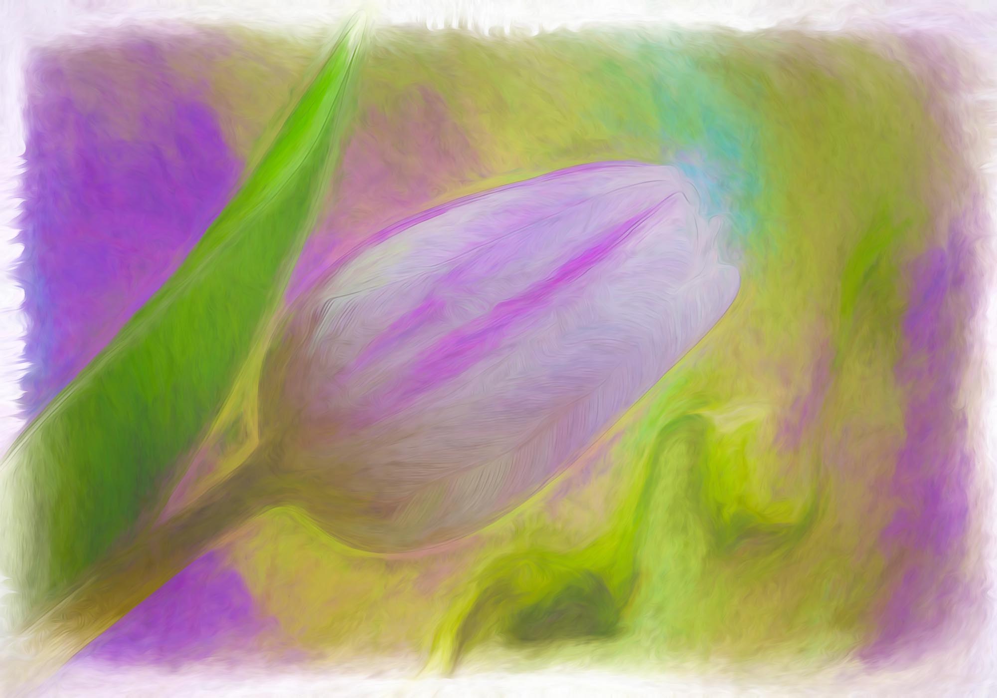 Painted Tulip