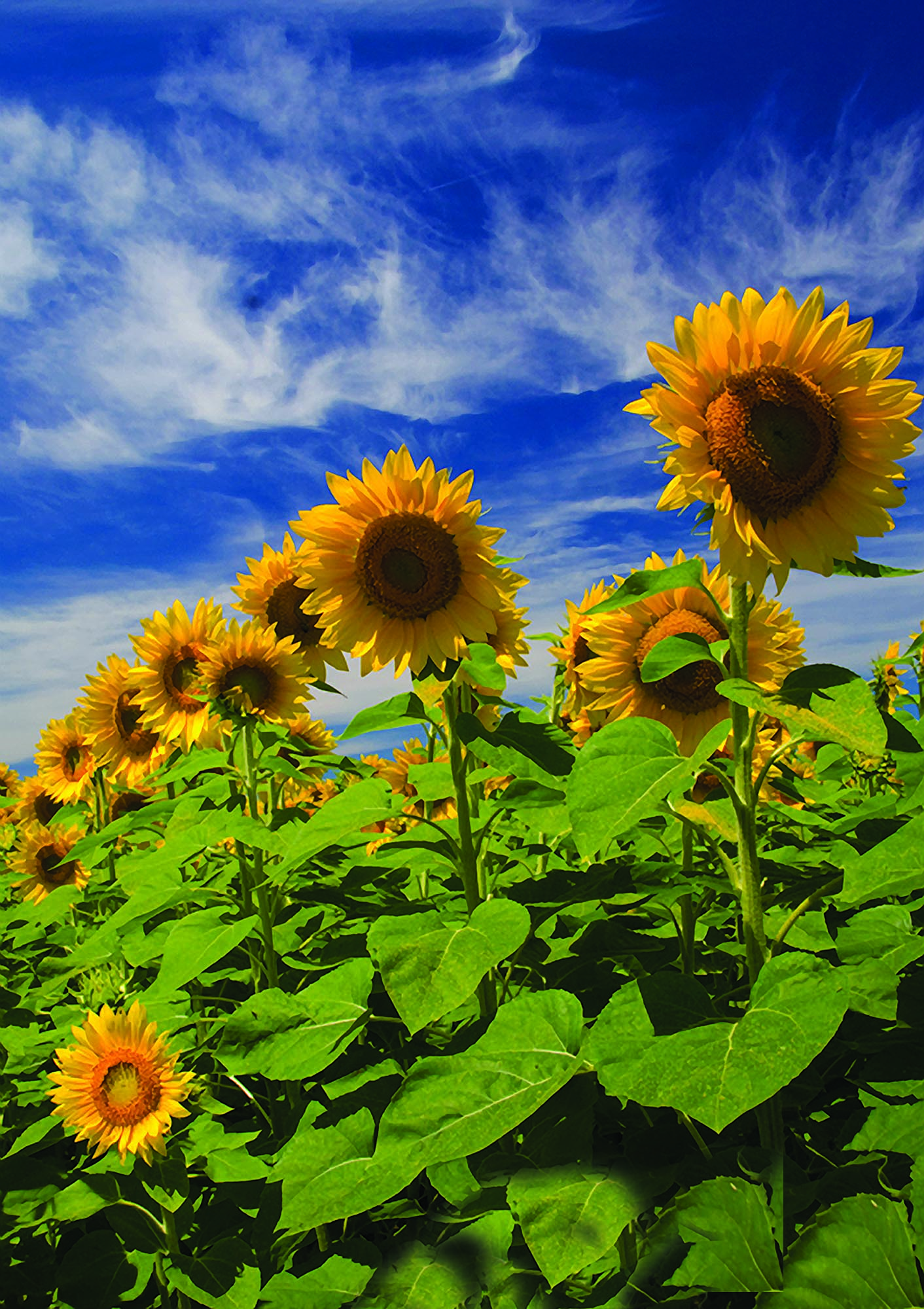Row of sunflowers with blue sky with clouds