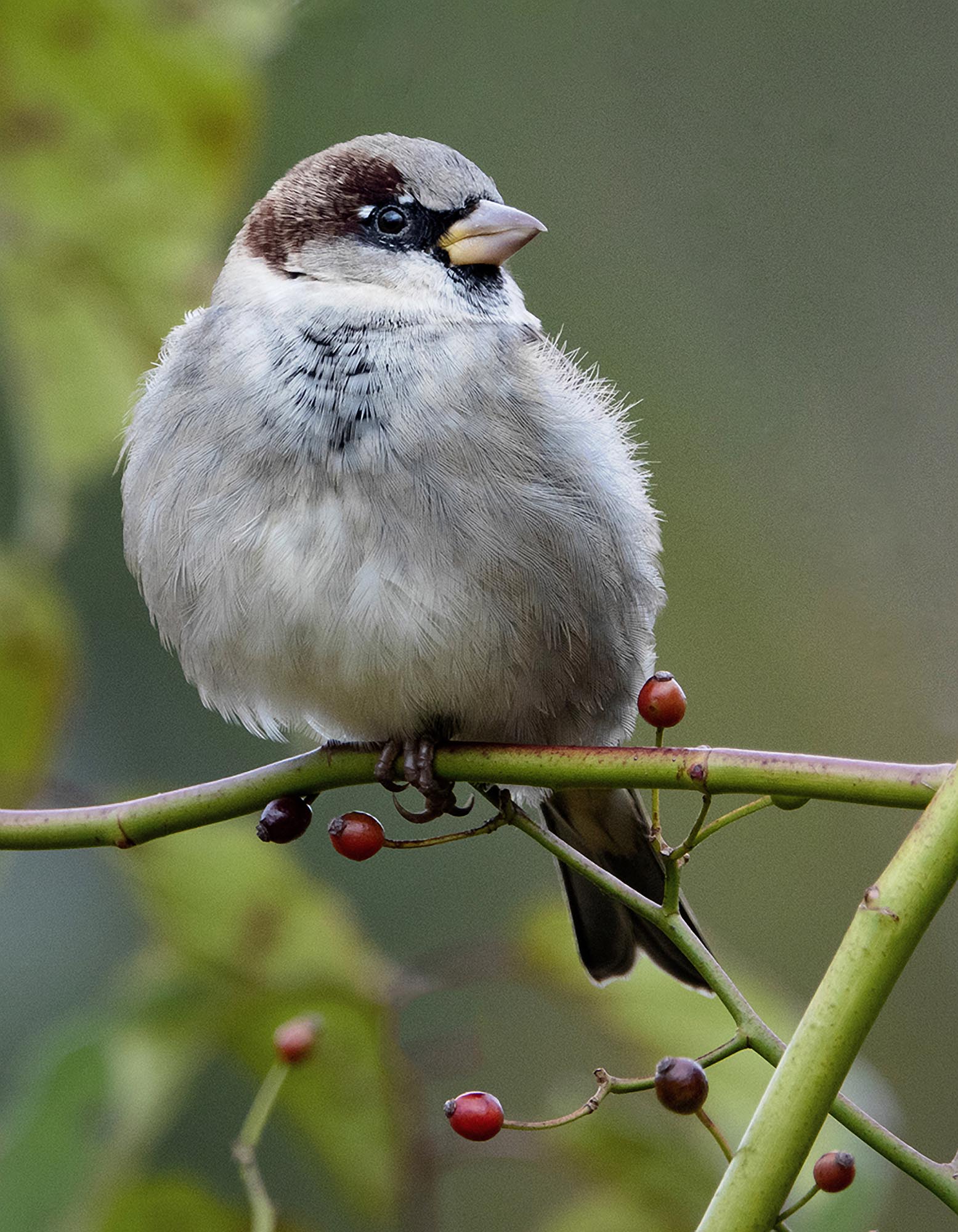 Sparrow and Berries