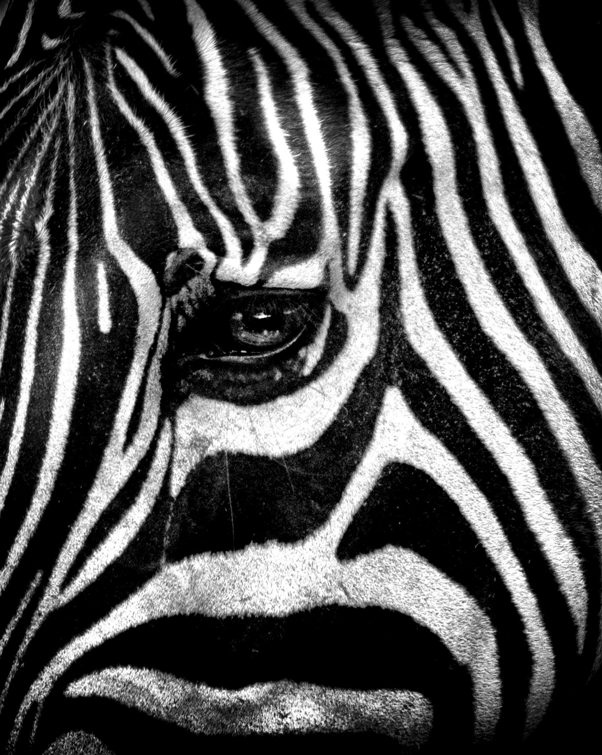 Zebra Providence